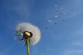 White-dandelion-under-blue-sky-and-white-cloud-39669.jpg